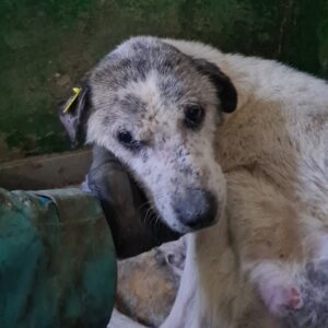 REMO - Notfall-Senior - reserviert Betty - vermittelt