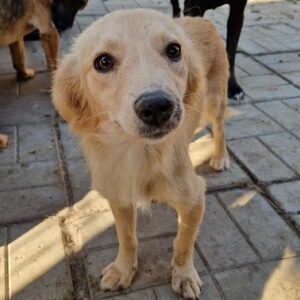 CUPCAKE reist auf Pflegestelle PLZ 2 - vermittelt