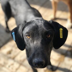 ABBIE - Notfall - auf Pflegestelle in PLZ 1 vermittelt