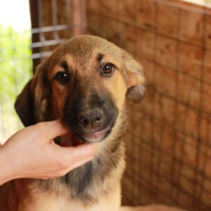 GIANNA - reserviert Betty vermittelt