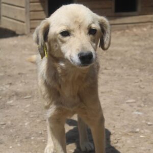 MALEA - viel zu dünn, völlig verloren im Shelter - reserviert Tierhilfe Lebenswert DR - vermittelt