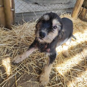 TAYKA - Haut-Notfall - auf Pflegestelle in PLZ 5 ausgereist - vermittelt