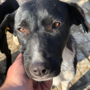 LAIKA - zu dünn, übermüdet - reserviert NH vermittelt