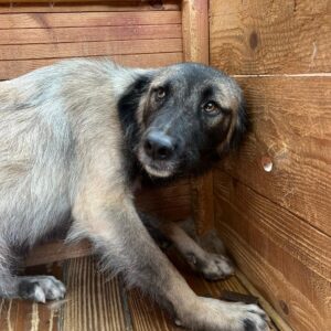 HALEY (♀) - vermittelt NadineH