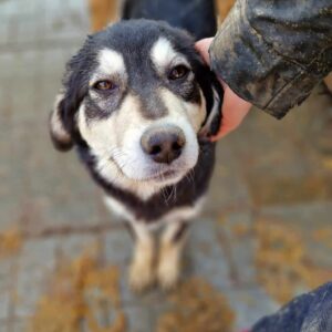 PINJO - ausgereist zum TST Rösrath