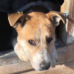 CLEMENS - auf Pflegestelle in PLZ 1 *vermittelt*