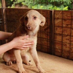 EVY - auf Pflegestelle in PLZ 2 vermittelt