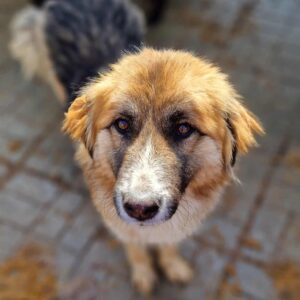 CALIDA - vermisst 11/24