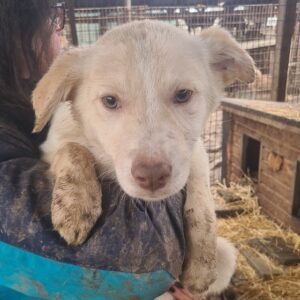 TIMBA - sollte zeitnah ausreisen- TH Iserlohn (SOS Transportfond) - vermittelt