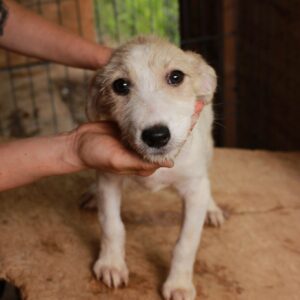 LANDO - reserviert JW vermittelt