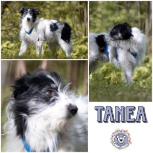 Tanea in 99427 Weimar - vermittelt