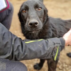 SAMOA - reserviert Alexandra - vermittelt