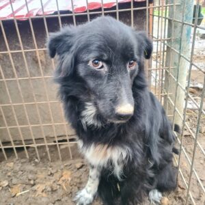 NEYTIRI (♀) - vermisst 11/24