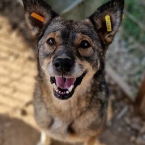 FEEBEE - ausgereist zur Tierhilfe Lebenswert