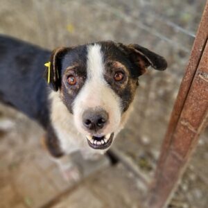 SIR NIKOLAS - ausgereist zum TH Limburg