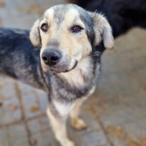 YUNA - reserviert TST Rösrath - vermittelt