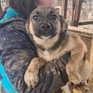 ELIJA - reserviert Lorraine - vermittelt