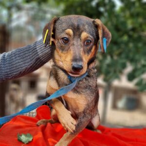 ASHLEY reserviert TINO (26/09) - vermittelt