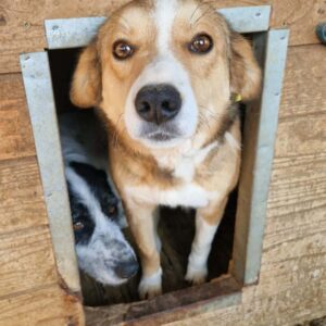 DINA - auf PDR PS im PLZ Bezirk 0 *vermittelt*