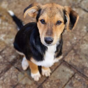 LEIA - reserviert MfTL / THS - vermittelt