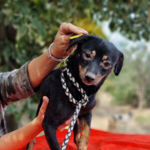 HARDY - reserviert TH Lingen vermittelt