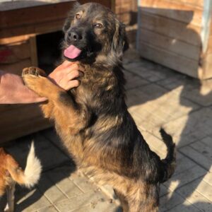 DREAMER - RBB Ende 2022