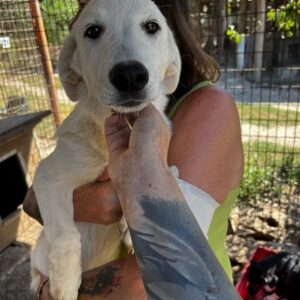 SHELLY - auf PDR PS im PLZ Bezirk 73 - vermittelt