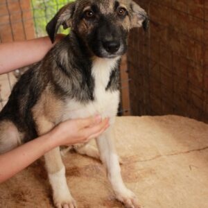 TIPSI - reserviert NadineH (15.9) vermittelt