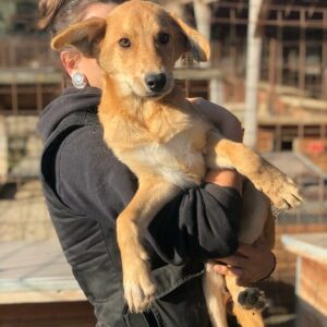 MERLE - auf Pflegestelle in PLZ 6 *vermittelt*