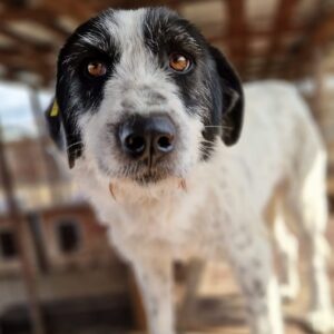 ELLA - reserviert Vergessene Pfoten Stuttgart - vermittelt