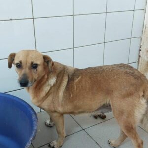 ELENA - reserviert TST Rösrath vermittelt