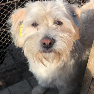 SENIA - auf Pflegestelle in PLZ 56 *vermittelt*