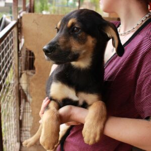 PEBBLES - auf Pflegestelle in PLZ 9 vermittelt