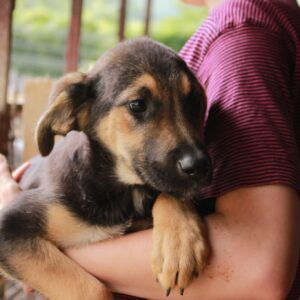 PHANTASIE - reserviert JW vermittelt