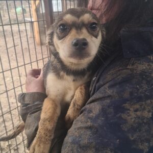 GIA - reserviert TH Wannigsmühle - vermittelt