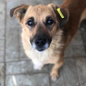 AYANA - reserviert TST Rösrath vermittelt