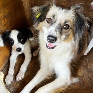 MISKI - auf PDR PS im PLZ Bezirk 31 - vermittelt