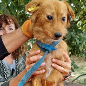 TOPAZ - auf Pflegestelle in PLZ 8 *vermittelt*