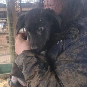 NORA - Hautprobleme - reserviert Hundescheune Fläming - vermittelt