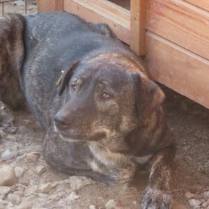 ESKO (♂) - nicht vermittelbar