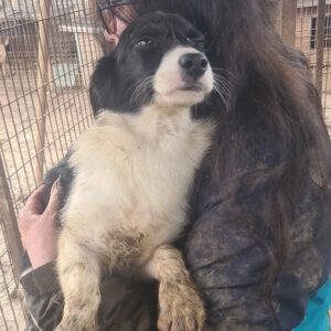 PILAR - reserviert NadineH - vermittelt