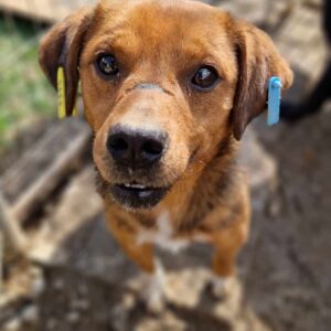 RANGAN - ausgereist zum TST Rösrath