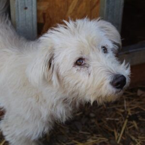 RANJA - reserviert TST Rösrath 9.11 - vermittelt