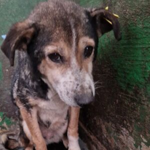 DORI - müde und fertige Oma - reserviert LS - vermittelt