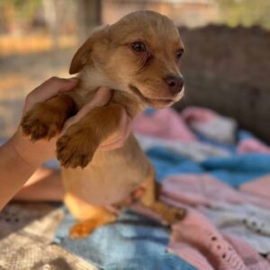 LEON - reserviert Lika Schneider vermittelt