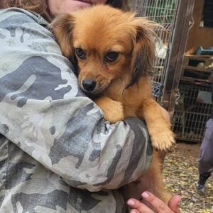 DJINNY - reserviert IH DR (22.09.) - vermittelt