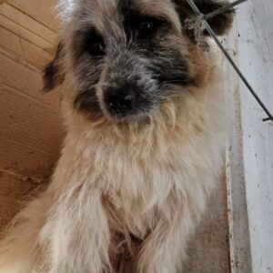 BUBBLES - seelischer Notfall - reserviert Manuela - vermittelt