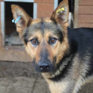 MALANA (♀) - seit Langem völlig verzweifelt über ihre Situation - sehr dünn - vermittelt Manuela