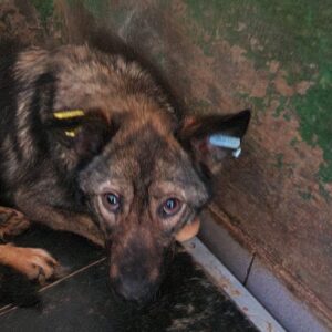 WICKIE - seelischer Notfall