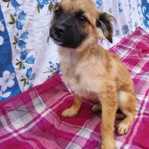 PIPPA - auf Pflegestelle in PLZ 2 vermittelt